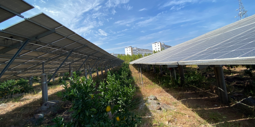 ソーラーシェアリング（営農型太陽光発電）とは？2025年最新の補助金と導入メリットを解説